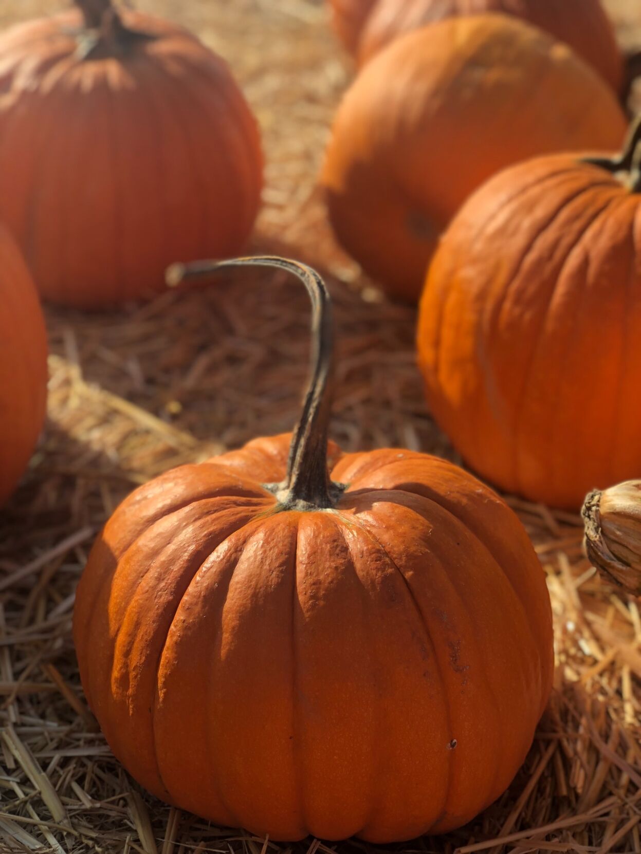Pumpkin Patch
